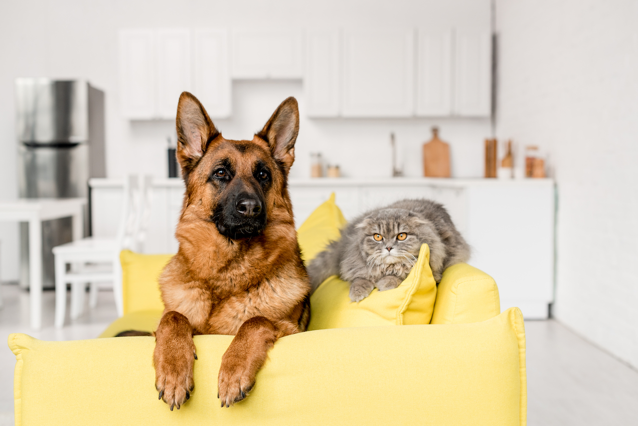 Hund und Katze auf Sofa