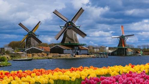Windmühlen und Blumen in den Niederlanden