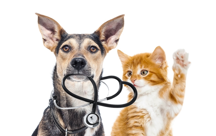 Hund, Katze und Stethoskop