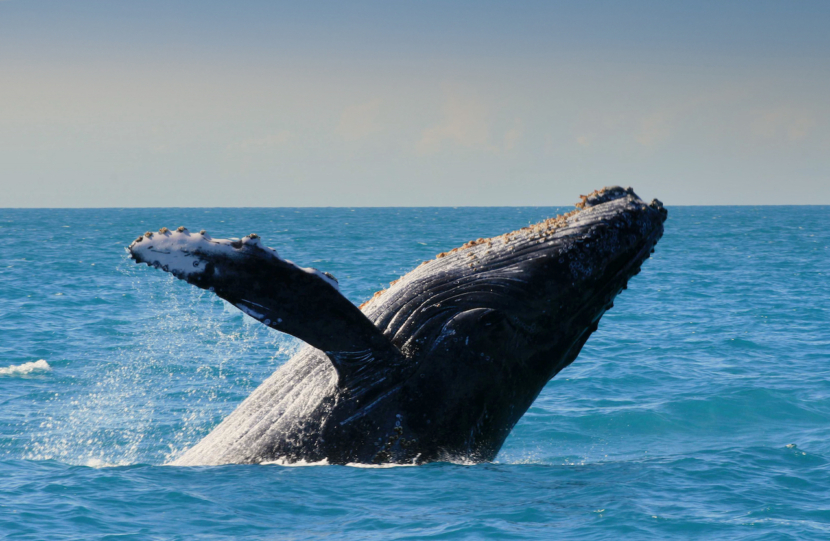 Buckelwal in Abrolhos