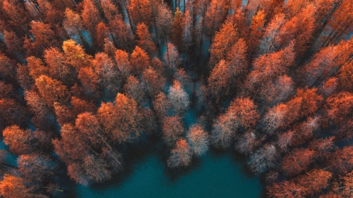 Autumn trees and green lake