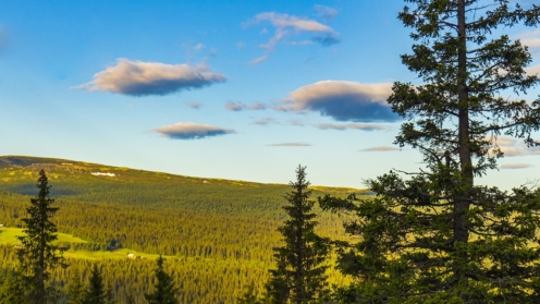Nordischer Kiefernwald; Norwegian mountain landscape with mountains forest nature panora