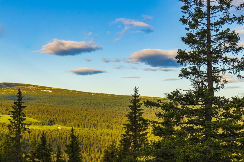 Nordischer Kiefernwald; Norwegian mountain landscape with mountains forest nature panora