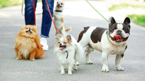 Frau geht mit Hunden im Park spazieren