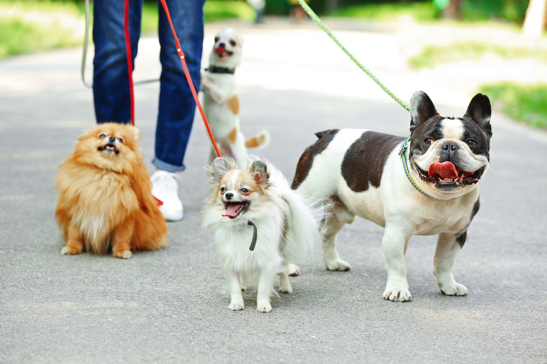 Frau geht mit Hunden im Park spazieren