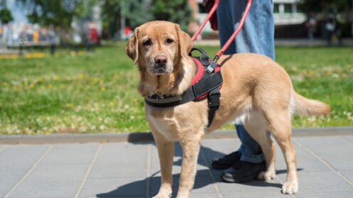 Assistenzhund, Begleithund,