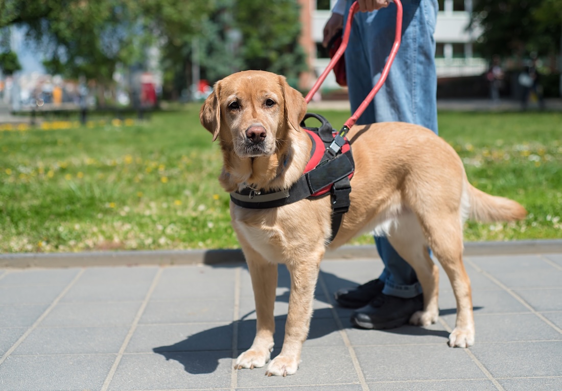 Assistenzhund, Begleithund,