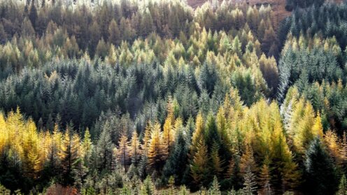 Wald in Schottland