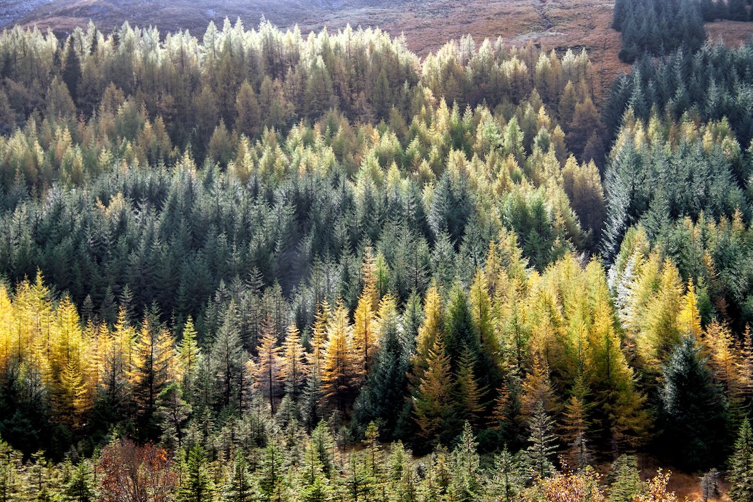 Wald in Schottland